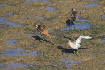 barges a queue noire juvenile
