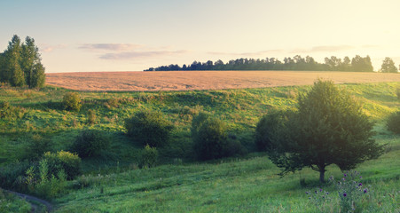 Fototapeta premium Sunny summer landscape with trees growing on the hills and field of ripe wheat