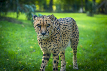 Guépard