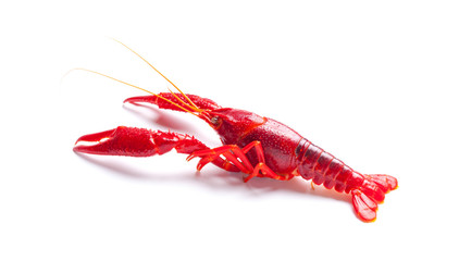 Crayfish