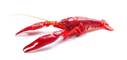 Crayfish