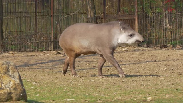 South american tapir (Tapirus terrestris) at zoo