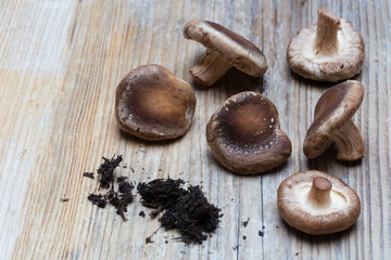 Fototapeta na wymiar Shiitake-Pilze auf Holzuntergrund Konzept
