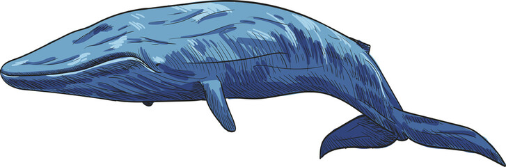 Cartoon animal vector drawing isolated white background