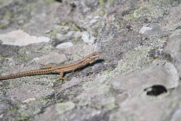 lezard vivipar