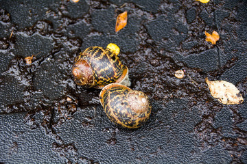 Two snails on a wet surface