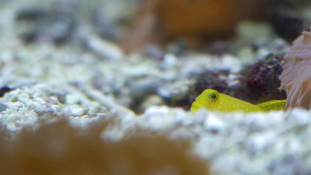 Yellow prawn goby (Cryptocentrus cinctus) 