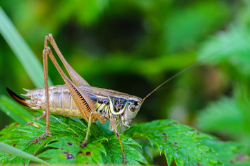 Portrait of a female grasshopper with a long mustache