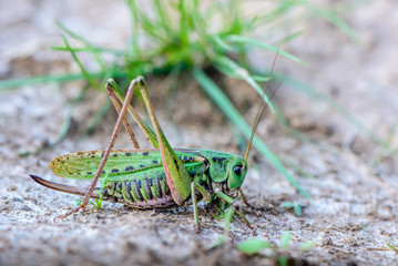 Large female gray grasshopper prepared for jump