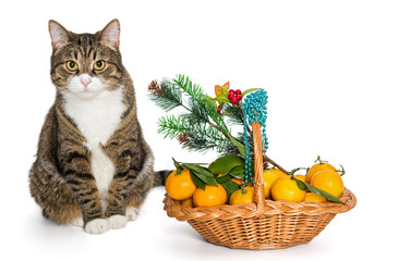 Fototapeta na wymiar Gray cat Christmas basket of mandarins