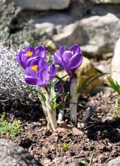 Purple flower in the garden