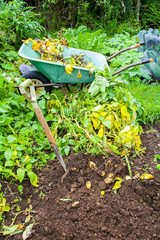 Homegrown Potatoes being harvested