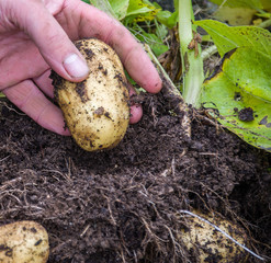 Homegrown Potatoes being harvested