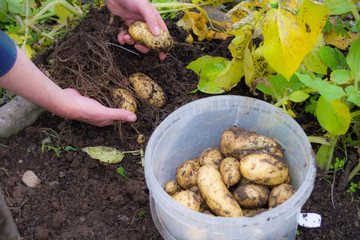 Homegrown Potatoes being harvested