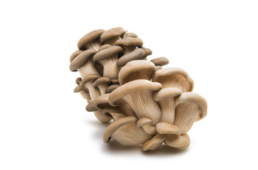 oyster mushroom isolated