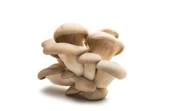 oyster mushroom isolated