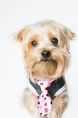Little hairy dog looking at the camera and wearing a hearts tie