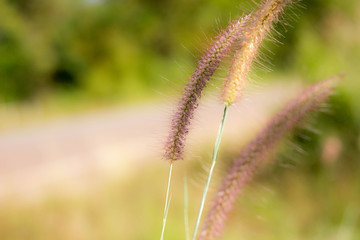 The soft feathered grass has a scientific name, Pennisetum pedicellatum Trin.