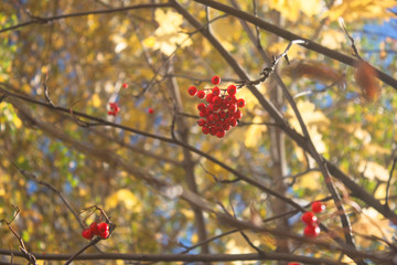 Rowan berries on a background of autumn foliage and sky