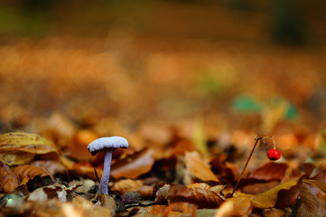 Close up of a little purple mushroom in the orange autumn forest, with very little depth of field and bokeh background