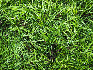 Background of green grass.