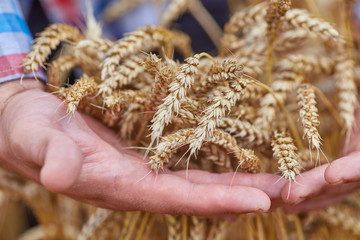 Male hand holding a golden wheat ear