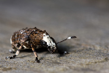 pimpled bug