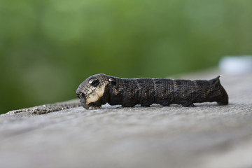sphingidae caterpillar