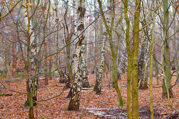 Obraz premium Deep Forest