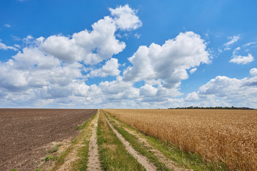 Fototapeta na wymiar countryside road through fields with wheat