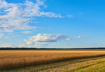 Obraz premium Golden wheat field