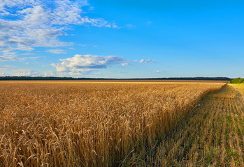 countryside road through fields with wheat