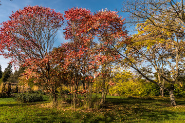 Autumn mood on a golden October day in the Botanical Garden in Marburg.