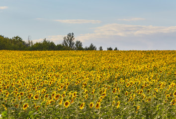 field of blooming sunflowers