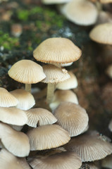  Psathyrella pygmaea mushrooms