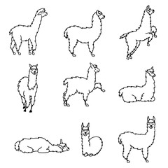 Vector set of characters. Illustration of south Americas cute lama with decorations. Isolated outline cartoon baby llama. Hand drawn Peru animal  guanaco, alpaca, vicuna. Drawing for print, fabric. © pikovit
