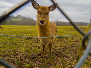 deer behind a fence protruding its tongue