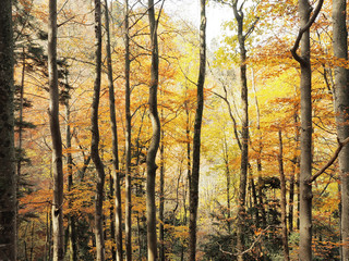 Reigoldswil en suisse. Couleurs d'automne