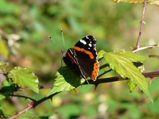 papillon de la rhune