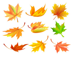 Fototapeta premium Fallen Golden Yellow Leaves Vector Illustration