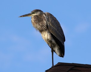 Heron standing on a rooftop