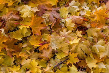 Maple Tree yellow Fall Leaves Background