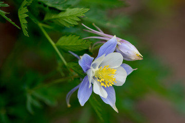 Crested Butte Wildflowers 3