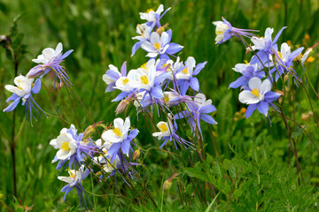 Crested Butte Wildflowers 4