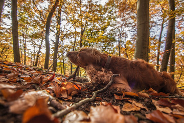 dog is plays with wooden stick