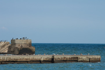 Peaceful gulls on the pier