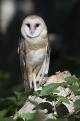 Barn owl watching from log in leafy forest