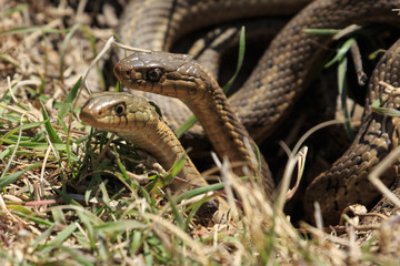 Spring Snakes in Colorado