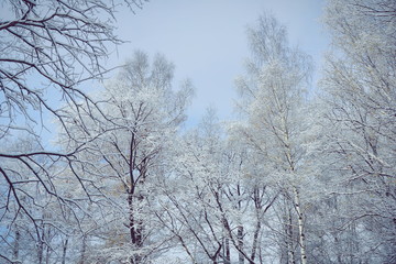 winter trees rime gray blue sky
