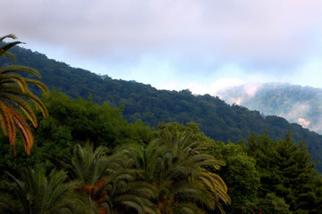 Fototapeta na wymiar palm trees forest mountains sky clouds